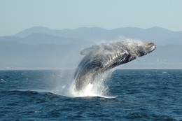 Jumping_whale